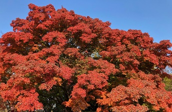 紅葉と常緑の彩り